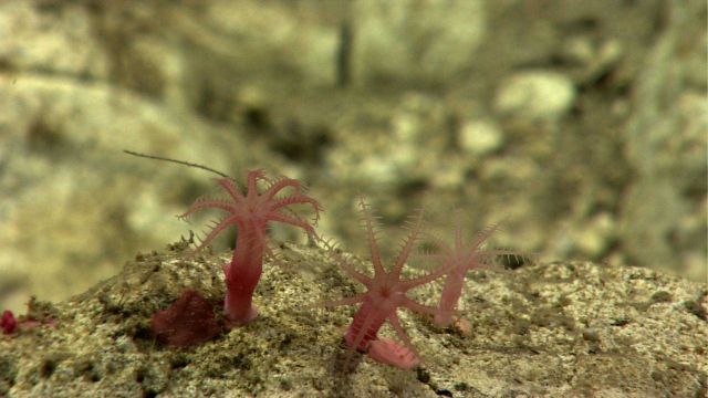 Baby anthomastus coral. Picture