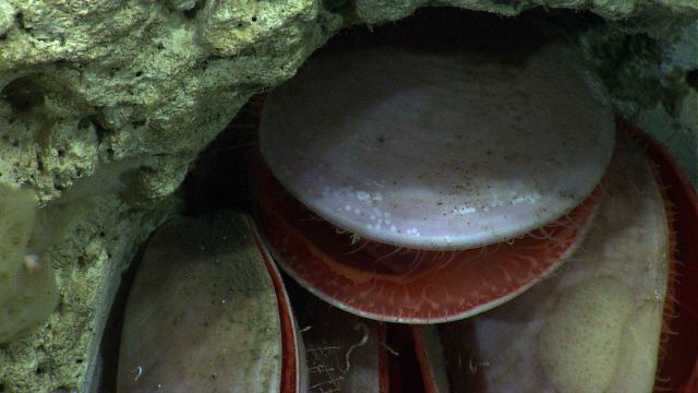 Acesta clams in a recess in the canyon wall. Picture
