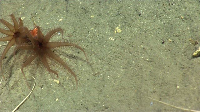 Brown anthomastus? coral. Picture