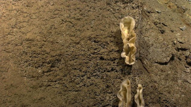 Linear appearing sponges on vertical wall. Picture