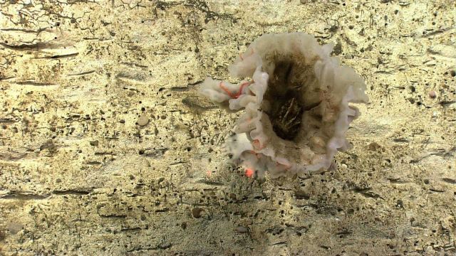 Glass sponge with many orange brittle stars on outside Picture