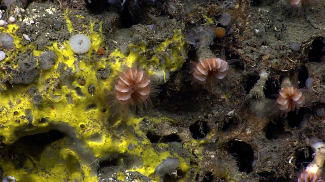 Yellow encrusting sponge, small white glass sponges, and orange cup corals Picture