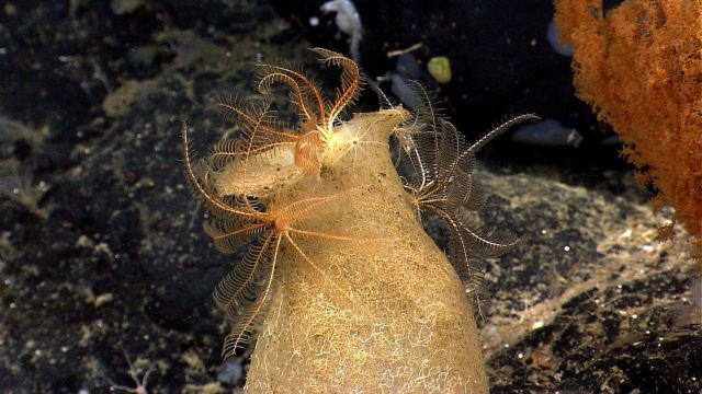 Closeup of feather star crinoids atop a vase sponge encrusted with worm tubes Picture