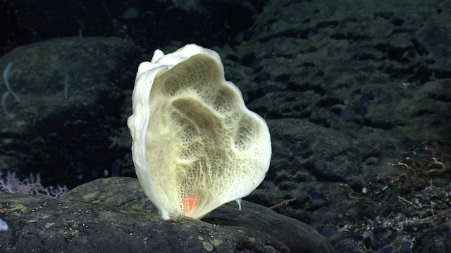 A white sponge that looks like an ear on black rock outcrop. Picture