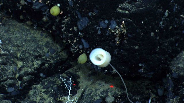White cylindrical stalked sponge and numerous bluish gray sponges adhering to rock surface Picture