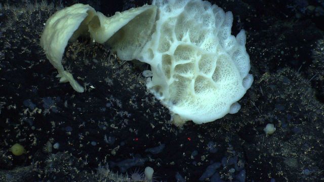 Two ear-like sponges next to a bowl shaped sponge divided into numerous sectors. Picture