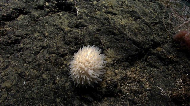 A spiky looking sponge looking somewhat similar to a pompon anemome. Picture