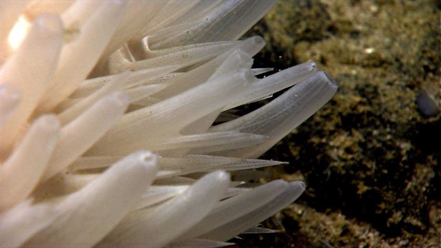 A spiky looking sponge looking somewhat similar to a pompon anemome Picture