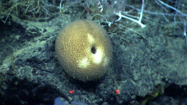 A globular melon sponge on a black rock outcrop. Picture