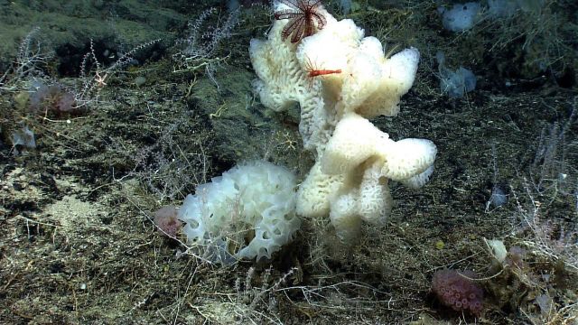 Large white ruffled sponges with a large red shrimp and a large purple feather star crinoid. Picture