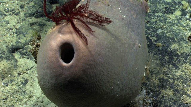 A large purple feather star crinoid seen on a large brown sponge Picture
