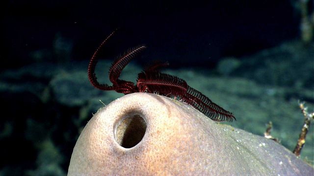 A large purple feather star crinoid seen on a large brown sponge. Picture
