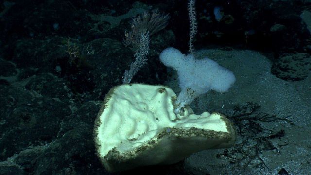 A ruffle sponge growing from a larger sponge. Picture