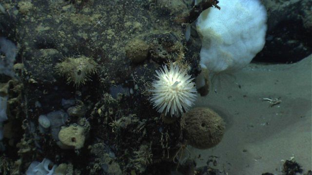A spiky sponge in the midst of a number of other sponges. Picture