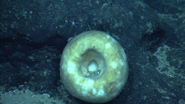 Looking down on a large circular sponge. Picture