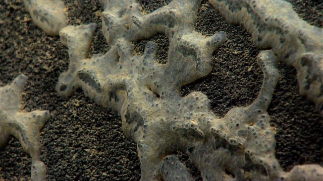 A small encrusting sponge that appears to have a growth pattern following the localized rock texture. Picture