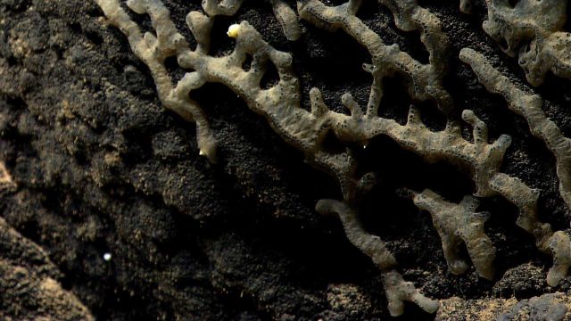 A small encrusting sponge that appears to have a growth pattern following the localized rock texture. Picture