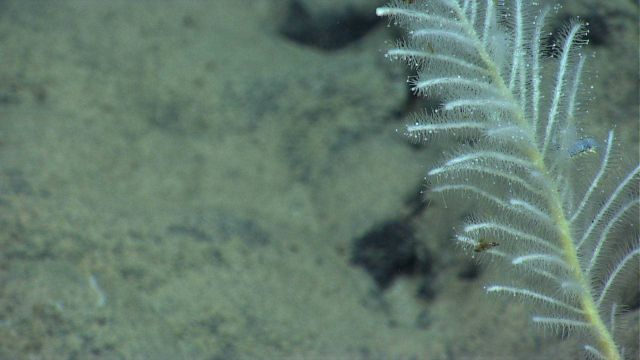 A small carnivorous sponge with a polychaete worm in its upper branches. Picture