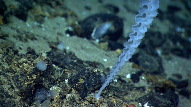 A vertically growing sponge with crenulated edges. Picture