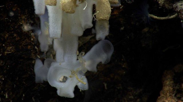 Strangely configured sponge with a unique growth pattern. Picture