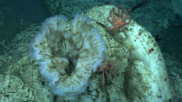 A large vase sponge with two brisingid starfish in close proximity. Picture