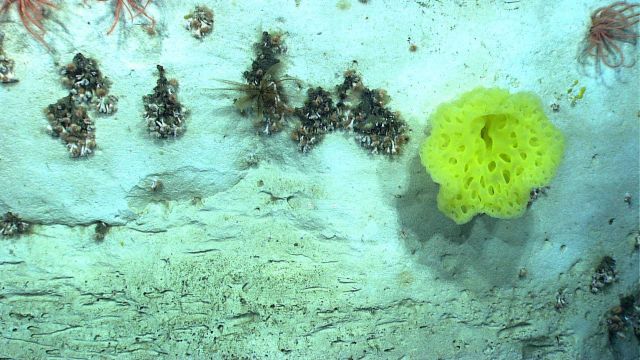 A large yellow sponge, cup corals, brisingid starfish, and a blackish brown feather star crinoid on a vertical canyon wall. Picture