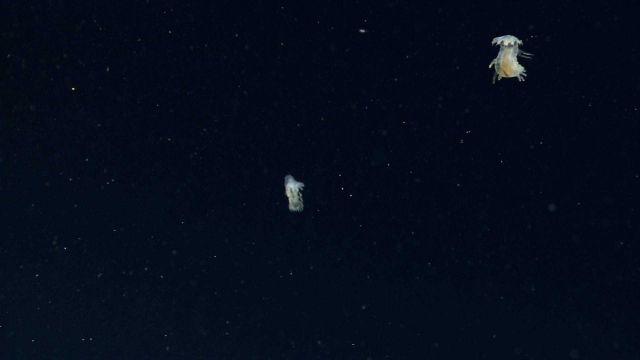 Two swimming white translucent holothurians Picture