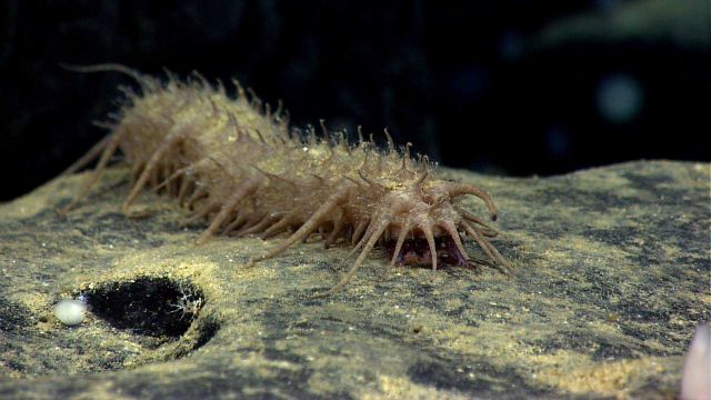 A brown spiky ugly holoturian on a rock outcrop Picture