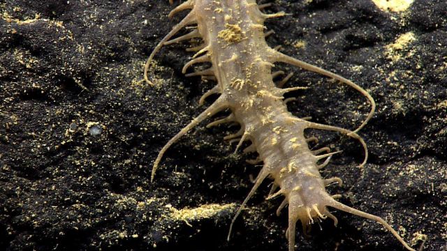 A brown spiky ugly holoturian on a rock outcrop. Picture