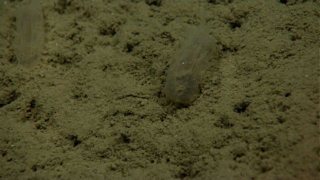 Translucent holothurians on a brown silty substrate that makes them nearly invisible. Picture