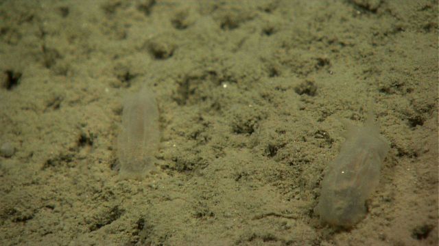 Translucent holothurians on a brown silty substrate that makes them nearly invisible. Picture