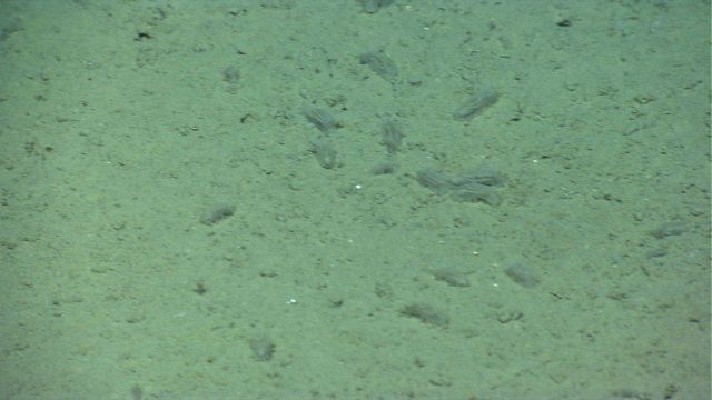 A herd of translucent holothurians on a brown silty substrate that makes them nearly invisible. Picture