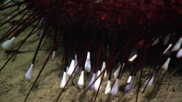 A purple pancake urchin with long slender spines and white tube feet. Picture
