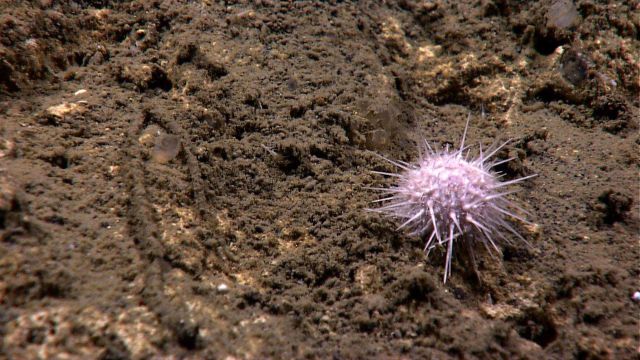 A white spherical sea urchin. Picture