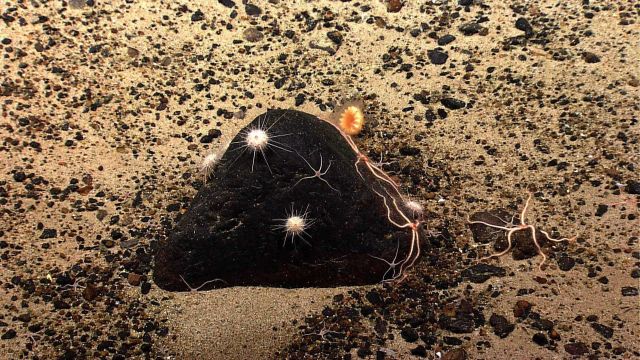 A black boulder with white sea urchins, small grayish black brittle stars, and larger pinkish brittle stars with red central disk Picture