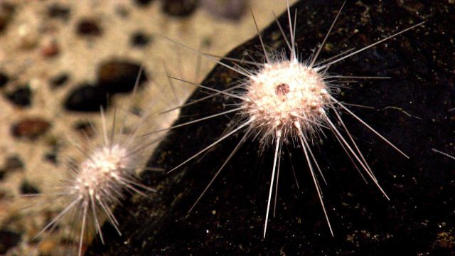 White sea urchins on a black boulder. Picture
