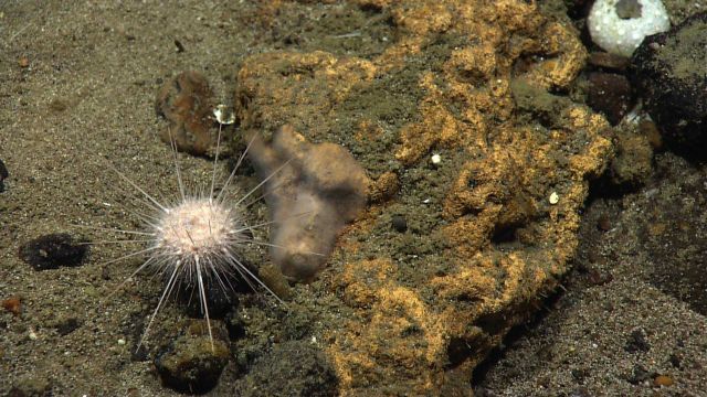 A spherical white urchin next to a yellow rock with a translucent encrusting sponge Picture