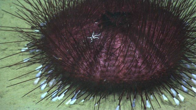 A small shrimp and a small white brittle star take reguge in the spines of a large pancake urchin (Hygrosoma petersi). Picture