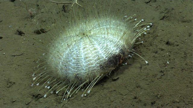 Large white pancake urchin (Araeosoma fenestratum) Picture