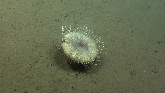 Large white pancake urchin (Araeosoma fenestratum) Picture