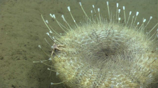 Large white pancake urchin (Araeosoma fenestratum) Picture