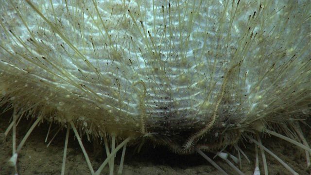 Large white pancake urchin (Araeosoma fenestratum) Picture