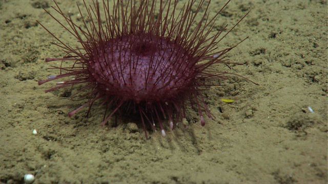 A purple pancake urchin (Hygrosoma petersi) with no apparent commensal species living within spines. Picture
