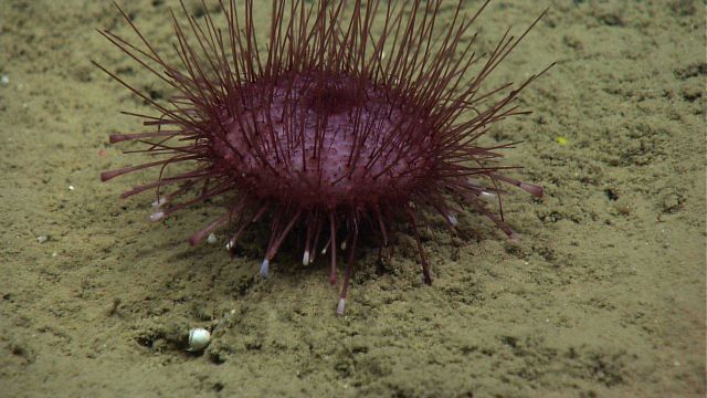 A purple pancake urchin (Hygrosoma petersi) with no apparent commensal species living within spines. Picture