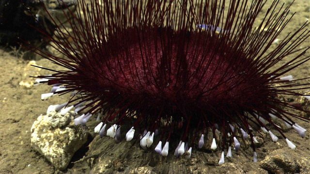 A purple pancake urchin (Hygrosoma petersi) with scale worm in spines (lavender shiny creature at top of image.) Picture