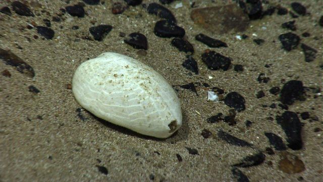 Broken shell of a heart urchin. Picture