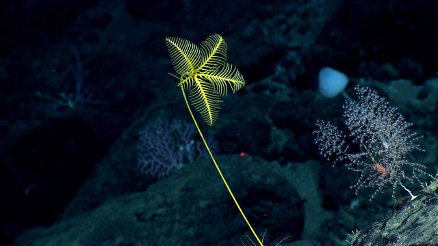 Yellow sea lily stalked crinoid and Chrysogorgia sp Picture