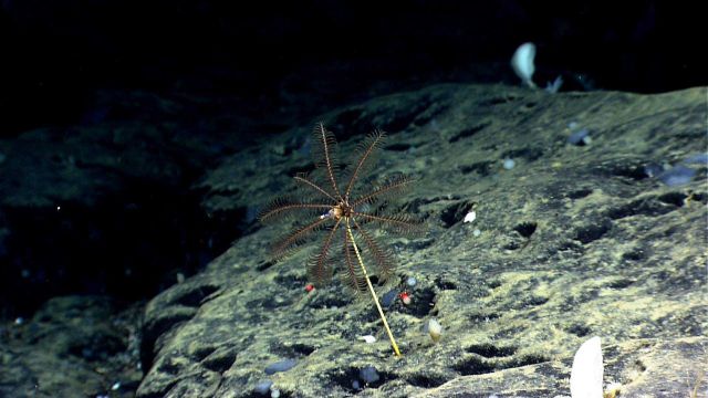 A black sea lily stalked crinoid on a rock surface with numerous small sponges. Picture