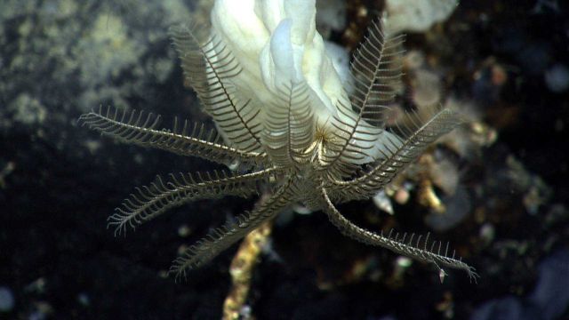 A black feather star crinoid on a large white sponge. Picture
