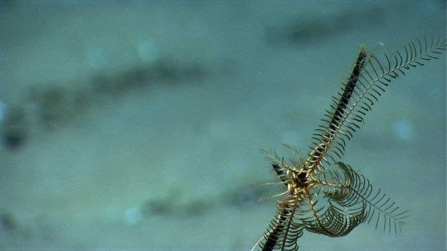 A black and white feather star crinoid near the top of a dead coral. Picture